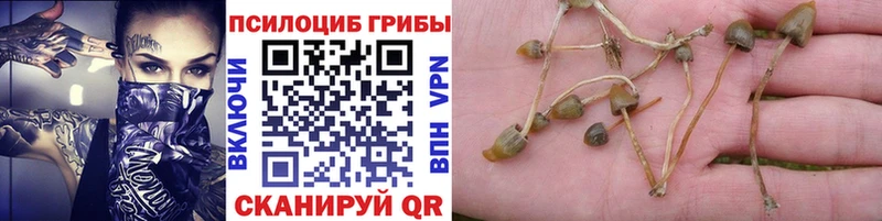 Купить закладки  Кашин  Псилоцибиновые грибы мухоморы 